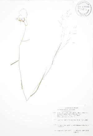  ( - BAR172)  @11 [ ] Copyright (2009) Steven Newmaster University of Guelph BIO Herbarium