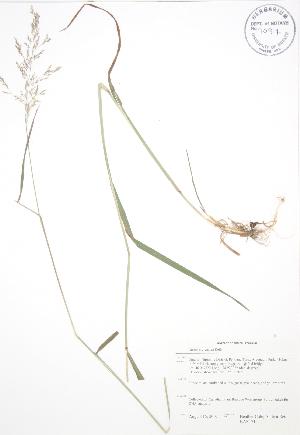  ( - BAR171)  @11 [ ] Copyright (2009) Steven Newmaster University of Guelph BIO Herbarium