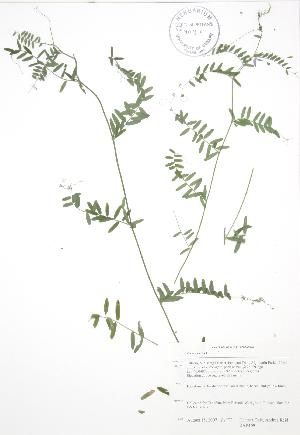  ( - BAR168)  @11 [ ] Copyright (2009) Steven Newmaster University of Guelph BIO Herbarium