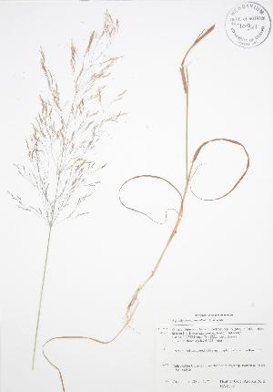  ( - BAR135)  @11 [ ] Copyright (2009) Steven Newmaster University of Guelph BIO Herbarium