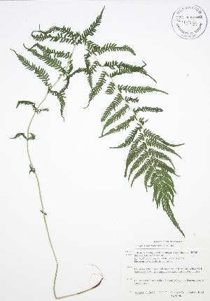  ( - BAR098)  @11 [ ] Copyright (2009) Steven Newmaster University of Guelph BIO Herbarium