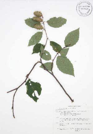  ( - BAR117)  @11 [ ] Copyright (2009) Steven Newmaster University of Guelph BIO Herbarium