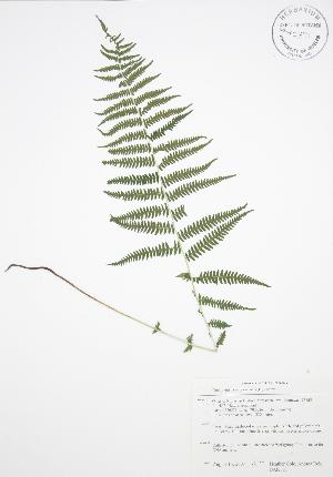  ( - BAR110)  @11 [ ] Copyright (2009) Steven Newmaster University of Guelph BIO Herbarium