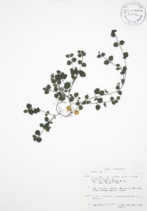  (Mitchella repens - BAR105)  @11 [ ] Copyright (2009) Steven Newmaster University of Guelph BIO Herbarium