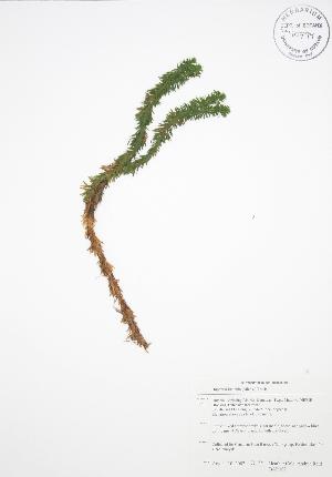  (Huperzia lucidula - BAR102)  @11 [ ] Copyright (2009) Steven Newmaster University of Guelph BIO Herbarium