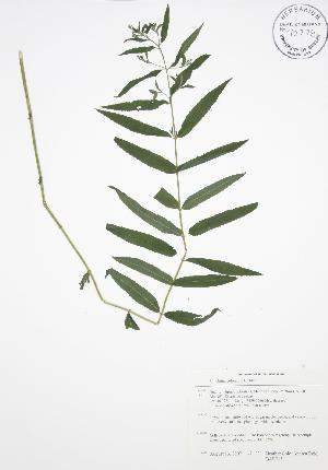  (Epilobium coloratum - BAR215)  @11 [ ] Copyright (2009) Steven Newmaster University of Guelph BIO Herbarium