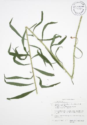  ( - BAR211)  @11 [ ] Copyright (2009) Steven Newmaster University of Guelph BIO Herbarium