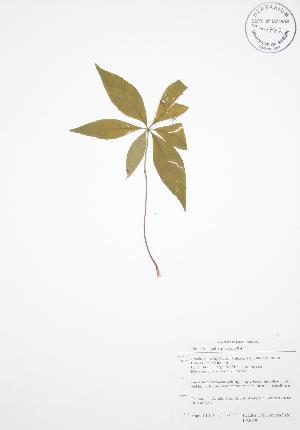  (Trientalis borealis - BAR100)  @11 [ ] Copyright (2009) Steven Newmaster University of Guelph BIO Herbarium