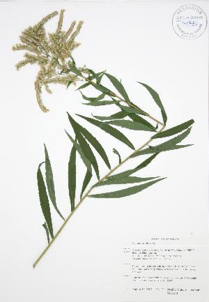  ( - BAR211)  @11 [ ] Copyright (2009) Steven Newmaster University of Guelph BIO Herbarium