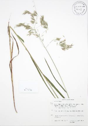  ( - BAR128)  @11 [ ] Copyright (2009) Steven Newmaster University of Guelph BIO Herbarium