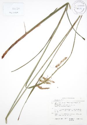  ( - BAR259)  @11 [ ] Copyright (2009) Steven Newmaster University of Guelph BIO Herbarium