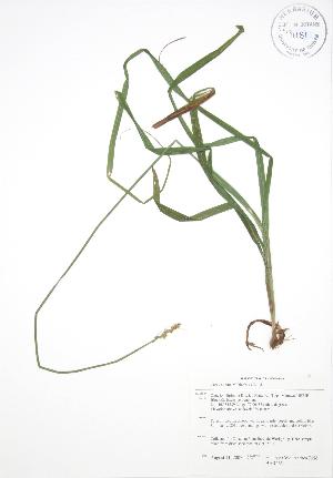  (Carex stipata - BAR265)  @11 [ ] Copyright (2009) Steven Newmaster University of Guelph BIO Herbarium