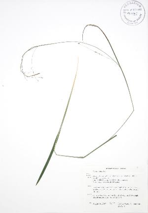  (Carex arctata - BAR261)  @11 [ ] Copyright (2009) Steven Newmaster University of Guelph BIO Herbarium