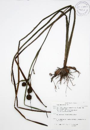  (Sparganium americanum - ALR037)  @11 [ ] Copyright (2009) Steven Newmaster University of Guelph BIO Herbarium