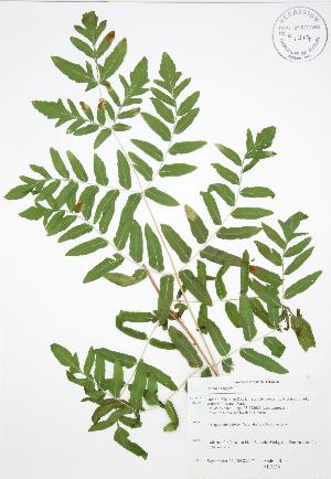 ( - ALR036)  @11 [ ] Copyright (2009) Steven Newmaster University of Guelph BIO Herbarium