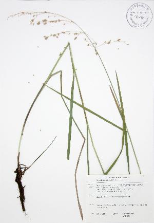  ( - ALR031)  @11 [ ] Copyright (2009) Steven Newmaster University of Guelph BIO Herbarium