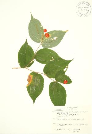  (Disporum lanuginosum - JAG 0822)  @11 [ ] Copyright (2009) Steven Newmaster University of Guelph BIO Herbarium
