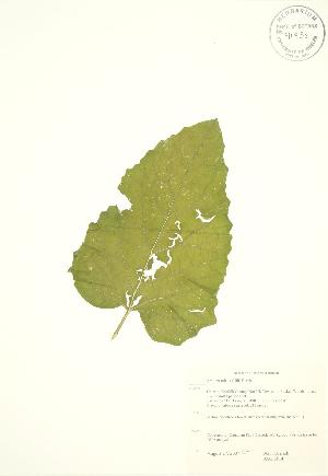 ( - JAG 0814)  @11 [ ] Copyright (2009) Steven Newmaster University of Guelph BIO Herbarium