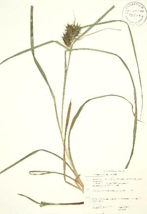  (Carex lupulina - JAG 0811)  @11 [ ] Copyright (2009) Steven Newmaster University of Guelph BIO Herbarium