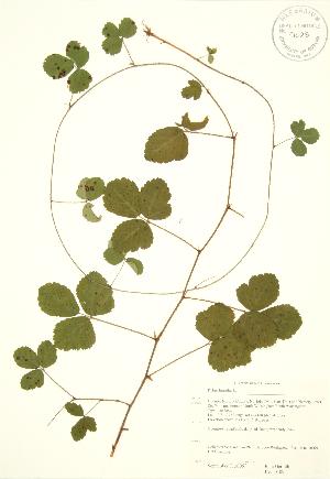  ( - JAG 0109)  @11 [ ] Copyright (2009) Steven Newmaster University of Guelph BIO Herbarium