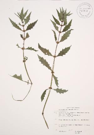  ( - JAG 0625)  @11 [ ] Copyright (2009) Steven Newmaster University of Guelph BIO Herbarium