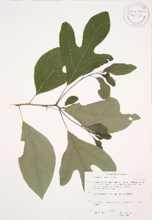  ( - JAG 0666)  @11 [ ] Copyright (2009) Steven Newmaster University of Guelph BIO Herbarium