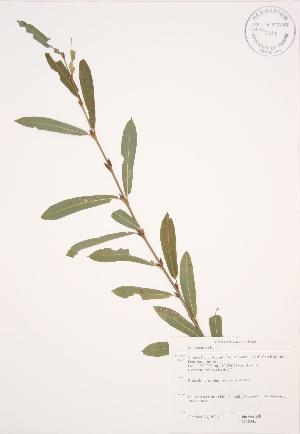  ( - JAG 0342)  @11 [ ] Copyright (2009) Steven Newmaster University of Guelph BIO Herbarium