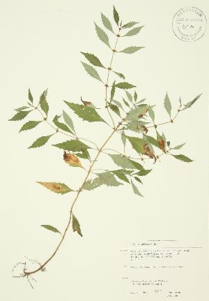  ( - JAG 0036)  @11 [ ] Copyright (2009) Steven Newmaster University of Guelph BIO Herbarium
