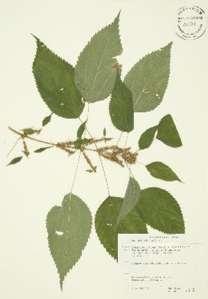  ( - JAG 0039)  @11 [ ] Copyright (2009) Steven Newmaster University of Guelph BIO Herbarium