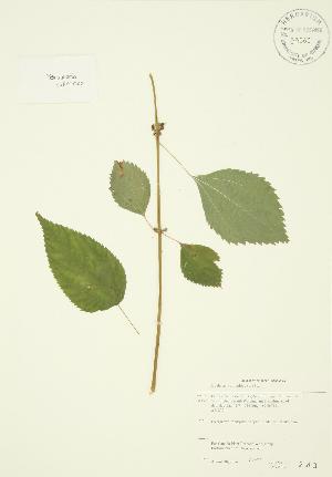  ( - JAG 0039)  @11 [ ] Copyright (2009) Steven Newmaster University of Guelph BIO Herbarium