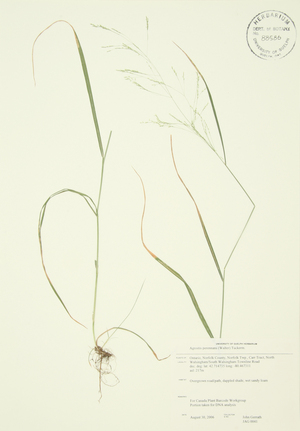  ( - JAG 0041)  @11 [ ] Copyright (2009) Steven Newmaster University of Guelph BIO Herbarium