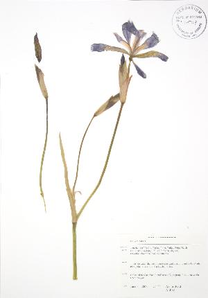  ( - ALR021)  @11 [ ] Copyright (2009) Steven Newmaster University of Guelph BIO Herbarium