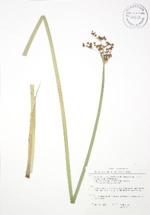  ( - ALR027)  @11 [ ] Copyright (2009) Steven Newmaster University of Guelph BIO Herbarium