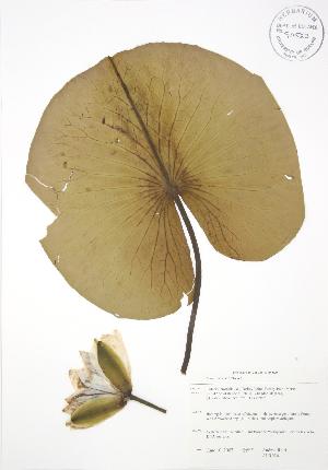  (Nymphaea odorata - ALR024)  @11 [ ] Copyright (2009) Steven Newmaster University of Guelph BIO Herbarium