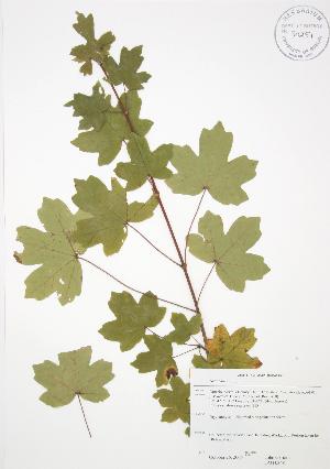  ( - JAG 0348)  @11 [ ] Copyright (2009) Steven Newmaster University of Guelph BIO Herbarium