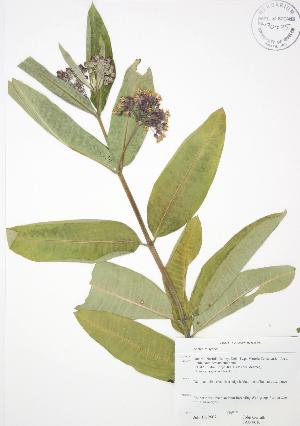  ( - JAG 0610)  @11 [ ] Copyright (2009) Steven Newmaster University of Guelph BIO Herbarium