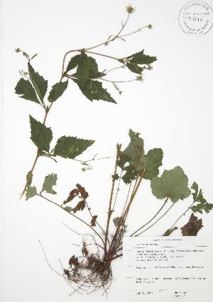  ( - JAG 0627)  @11 [ ] Copyright (2009) Steven Newmaster University of Guelph BIO Herbarium