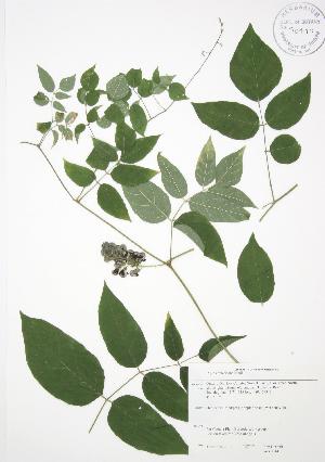  ( - JAG 0044)  @11 [ ] Copyright (2009) Steven Newmaster University of Guelph BIO Herbarium