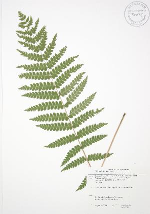  (Osmunda cinnamomea - JAG 0050)  @11 [ ] Copyright (2009) Steven Newmaster University of Guelph BIO Herbarium