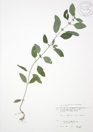  ( - JAG 0051)  @11 [ ] Copyright (2009) Steven Newmaster University of Guelph BIO Herbarium