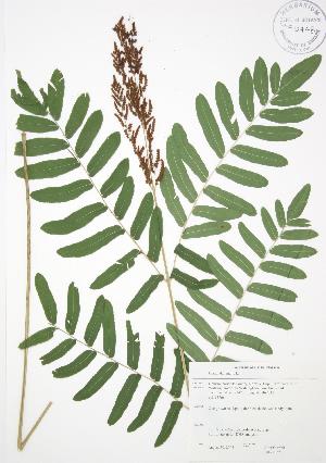  ( - JAG 0052)  @11 [ ] Copyright (2009) Steven Newmaster University of Guelph BIO Herbarium