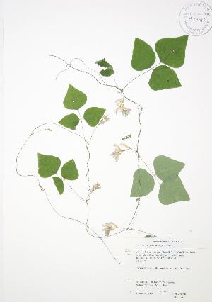  ( - JAG 0056)  @11 [ ] Copyright (2009) Steven Newmaster University of Guelph BIO Herbarium