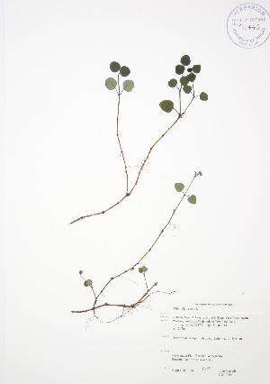  ( - JAG 0062)  @11 [ ] Copyright (2009) Steven Newmaster University of Guelph BIO Herbarium