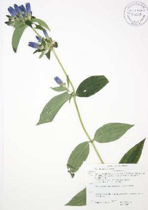  ( - JAG 0082)  @11 [ ] Copyright (2009) Steven Newmaster University of Guelph BIO Herbarium
