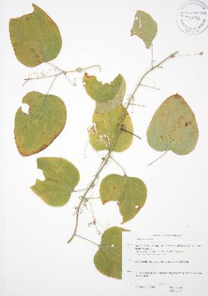  (Smilax herbacea - JAG 0333)  @11 [ ] Copyright (2009) Steven Newmaster University of Guelph BIO Herbarium