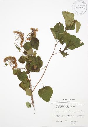 ( - JAG 0651)  @11 [ ] Copyright (2009) Steven Newmaster University of Guelph BIO Herbarium