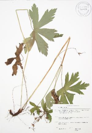  ( - JAG 0662)  @11 [ ] Copyright (2009) Steven Newmaster University of Guelph BIO Herbarium