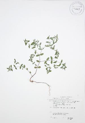  ( - JAG 0065)  @11 [ ] Copyright (2009) Steven Newmaster University of Guelph BIO Herbarium