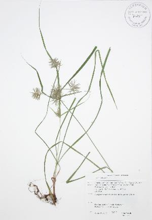  (Cyperus strigosus - JAG 0067)  @11 [ ] Copyright (2009) Steven Newmaster University of Guelph BIO Herbarium
