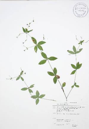  ( - JAG 0072)  @11 [ ] Copyright (2009) Steven Newmaster University of Guelph BIO Herbarium